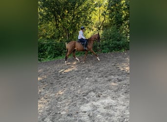 Englisches Vollblut, Stute, 5 Jahre, 160 cm, Fuchs