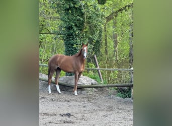 Englisches Vollblut, Stute, 5 Jahre, 160 cm, Fuchs