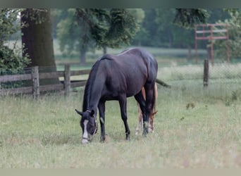 Englisches Vollblut, Stute, 5 Jahre, 160 cm, Schwarzbrauner
