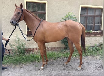 Englisches Vollblut, Stute, 5 Jahre, 161 cm, Fuchs