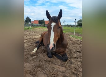 Englisches Vollblut, Stute, 5 Jahre, 162 cm, Brauner