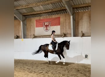 Englisches Vollblut, Stute, 5 Jahre, 163 cm, Brauner
