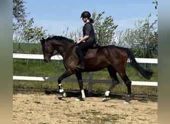 Englisches Vollblut, Stute, 5 Jahre, 163 cm, Brauner