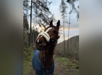 Englisches Vollblut, Stute, 5 Jahre, 163 cm, Fuchs
