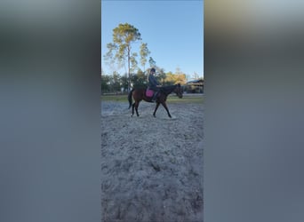 Englisches Vollblut, Stute, 5 Jahre, 163 cm, Rotbrauner