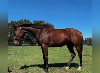 Englisches Vollblut, Stute, 5 Jahre, 163 cm, Rotbrauner