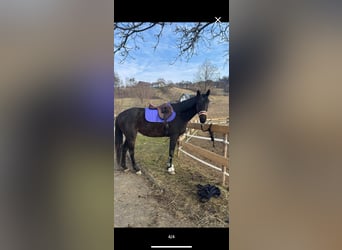 Englisches Vollblut, Stute, 5 Jahre, 163 cm, Schwarzbrauner