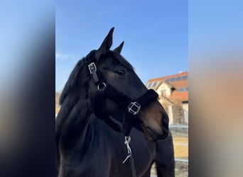 Englisches Vollblut, Stute, 5 Jahre, 163 cm, Schwarzbrauner