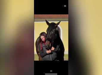 Englisches Vollblut, Stute, 5 Jahre, 163 cm, Schwarzbrauner