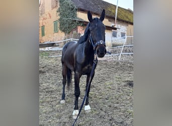 Englisches Vollblut, Stute, 5 Jahre, 163 cm, Schwarzbrauner