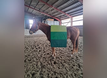 Englisches Vollblut, Stute, 5 Jahre, 164 cm, Fuchs