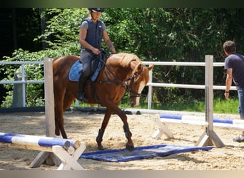 Englisches Vollblut, Stute, 5 Jahre, 164 cm, Fuchs