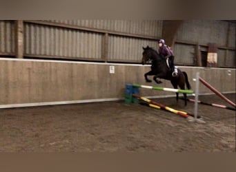 Englisches Vollblut, Stute, 5 Jahre, 165 cm, Brauner