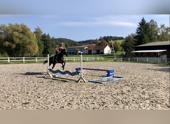 Englisches Vollblut, Stute, 5 Jahre, 165 cm, Brauner