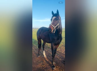 Englisches Vollblut, Stute, 5 Jahre, 165 cm, Brauner