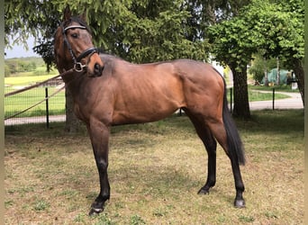 Englisches Vollblut, Stute, 5 Jahre, 165 cm, Brauner