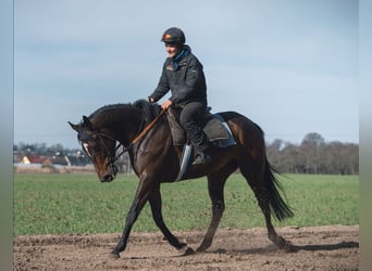 Englisches Vollblut, Stute, 5 Jahre, 165 cm, Dunkelbrauner