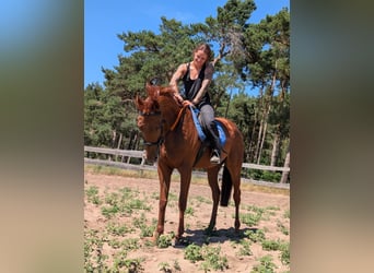 Englisches Vollblut, Stute, 5 Jahre, 165 cm, Fuchs