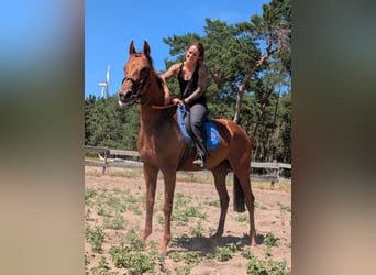 Englisches Vollblut, Stute, 5 Jahre, 165 cm, Fuchs