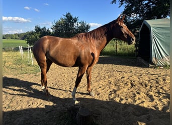 Englisches Vollblut, Stute, 5 Jahre, 166 cm, Fuchs