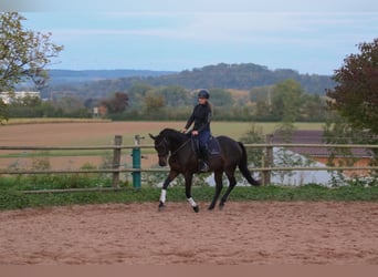 Englisches Vollblut, Stute, 6 Jahre, 153 cm, Brauner