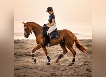 Englisches Vollblut, Stute, 6 Jahre, 157 cm, Fuchs