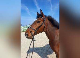 Englisches Vollblut, Stute, 6 Jahre, 158 cm, Brauner