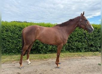 Englisches Vollblut, Stute, 6 Jahre, 158 cm