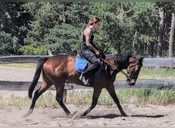 Englisches Vollblut, Stute, 6 Jahre, 160 cm, Brauner