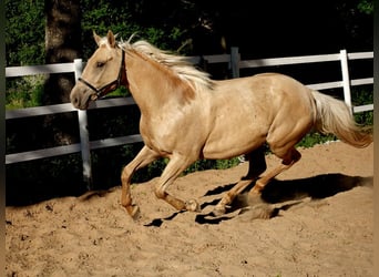 Englisches Vollblut, Stute, 6 Jahre, 160 cm, Palomino