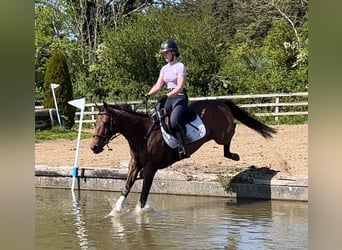 Englisches Vollblut, Stute, 6 Jahre, 162 cm, Brauner
