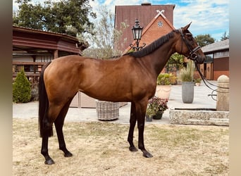 Englisches Vollblut, Stute, 6 Jahre, 163 cm, Brauner