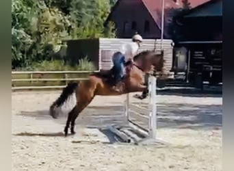 Englisches Vollblut, Stute, 6 Jahre, 163 cm, Brauner