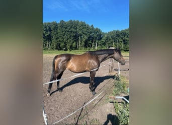 Englisches Vollblut, Stute, 6 Jahre, 163 cm, Dunkelbrauner