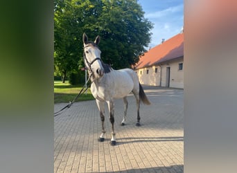 Englisches Vollblut, Stute, 6 Jahre, 163 cm, Fliegenschimmel
