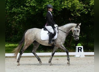 Englisches Vollblut, Stute, 6 Jahre, 163 cm, Fliegenschimmel