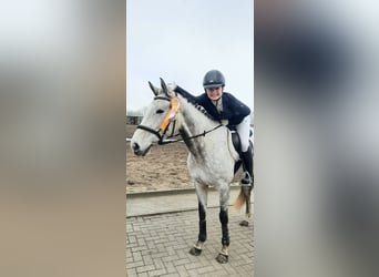 Englisches Vollblut, Stute, 6 Jahre, 163 cm, Fliegenschimmel