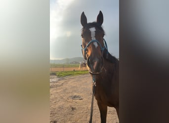 Englisches Vollblut, Stute, 6 Jahre, 164 cm, Brauner
