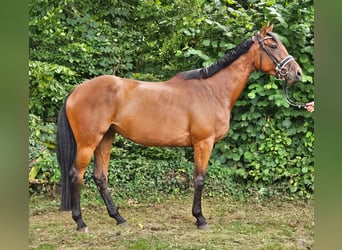 Englisches Vollblut, Stute, 6 Jahre, 165 cm, Brauner