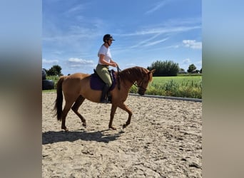 Englisches Vollblut Mix, Stute, 6 Jahre, 165 cm, Fuchs