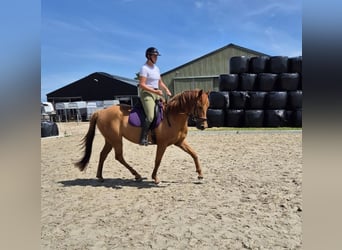 Englisches Vollblut Mix, Stute, 6 Jahre, 165 cm, Fuchs