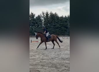 Englisches Vollblut, Stute, 6 Jahre, 165 cm, Fuchs