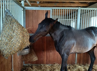Englisches Vollblut, Stute, 6 Jahre, 165 cm, Schwarzbrauner