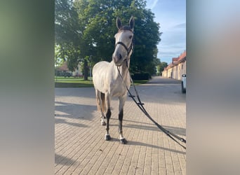 Englisches Vollblut, Stute, 6 Jahre, 166 cm, Apfelschimmel