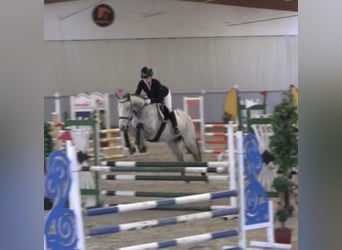 Englisches Vollblut, Stute, 6 Jahre, 166 cm, Apfelschimmel
