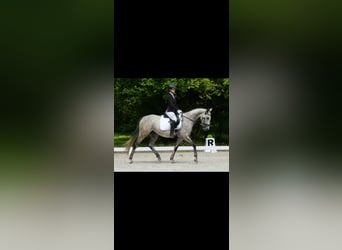 Englisches Vollblut, Stute, 6 Jahre, 168 cm, Schimmel