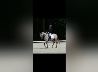 Englisches Vollblut, Stute, 6 Jahre, 168 cm, Schimmel