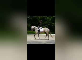 Englisches Vollblut, Stute, 6 Jahre, 168 cm, Schimmel