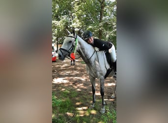 Englisches Vollblut, Stute, 6 Jahre, 168 cm, Schimmel