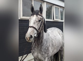Englisches Vollblut, Stute, 6 Jahre, 168 cm, Schimmel